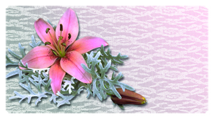 DSC700 023 Pink Lily